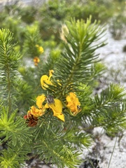 Cyclopia genistoides