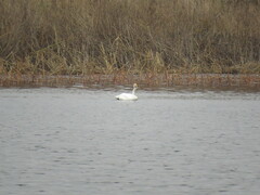 Cygnus columbianus bewickii