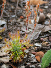 Drosera scorpioides