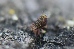 Dicyrtomina