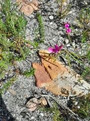 Indigofera capillaris