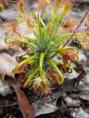 Drosera scorpioides