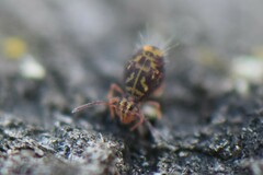 Dicyrtomina