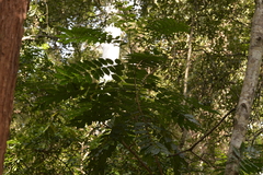 Dysoxylum mollissimum