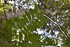 Dysoxylum mollissimum