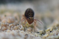 Dicyrtomina