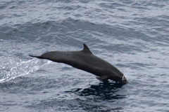Stenella attenuata