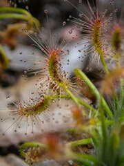 Drosera scorpioides