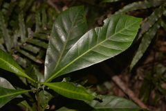 Atractocarpus benthamianus