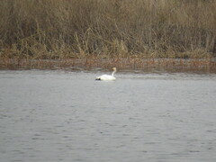 Cygnus columbianus bewickii