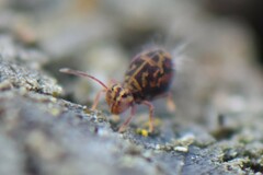 Dicyrtomina