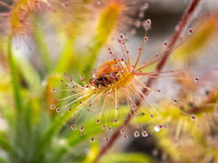 Drosera scorpioides