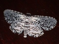 Epaena