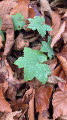 Hydrophyllum canadense