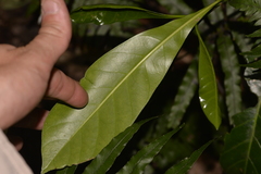 Atractocarpus benthamianus