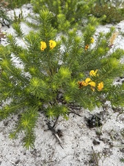 Cyclopia genistoides