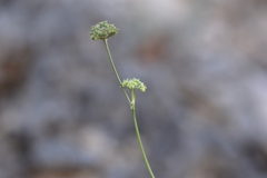 Cyathoselinum tomentosum