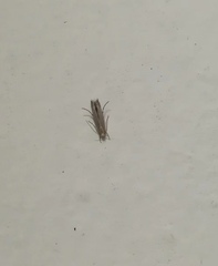 Lepidoptera