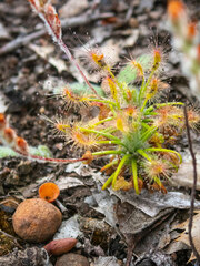 Drosera scorpioides