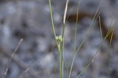 Cyathoselinum tomentosum