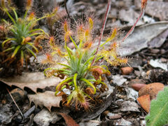 Drosera scorpioides
