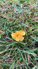 Hygrocybe acutoconica
