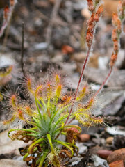 Drosera scorpioides