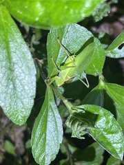 Hexacentrus unicolor