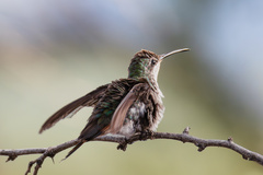 Anthracothorax dominicus