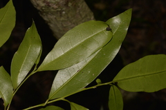 Litsea reticulata