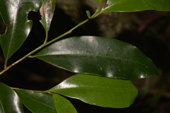 Litsea reticulata