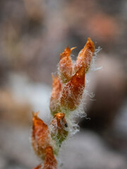 Drosera scorpioides