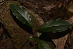 Pittosporaceae