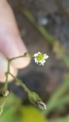 Symphyotrichum subulatum squamatum