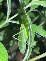 Hexacentrus unicolor