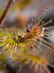 Drosera scorpioides
