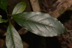 Pittosporaceae