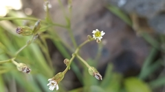 Symphyotrichum subulatum squamatum