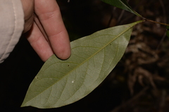 Pittosporaceae