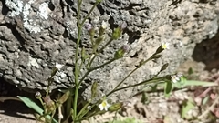 Symphyotrichum subulatum squamatum