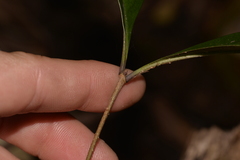 Pittosporaceae
