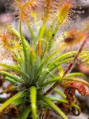 Drosera scorpioides