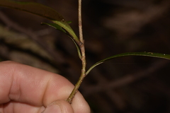 Pittosporaceae