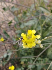 Austroscaeva melanostoma