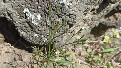 Symphyotrichum subulatum squamatum