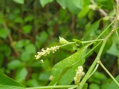 Acalypha fruticosa