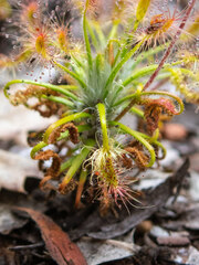 Drosera scorpioides