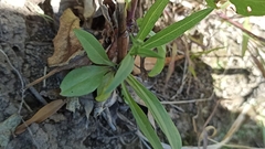 Symphyotrichum subulatum squamatum