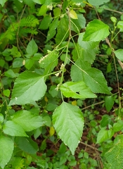 Acalypha fruticosa