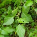 Acalypha fruticosa - Photo (c) Aravinth, some rights reserved (CC BY), uploaded by Aravinth